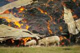 Zeer grote brand (Grip 1) Tragel te Koewacht (Zeeland)