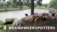 Dier in de problemen Haven in Geertruidenberg