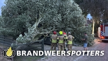 Stormschade (Soort gevaar: boom) Broekstraat in Molenschot