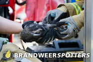 Dier op hoogte Hoofseweg in Oosterhout