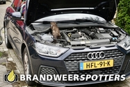Dier in de problemen Marinus de Jongstraat in Oosterhout