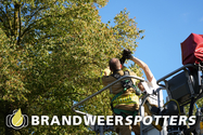 Dier op hoogte Hoofseweg in Oosterhout