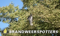 Dier op hoogte Hoofseweg in Oosterhout